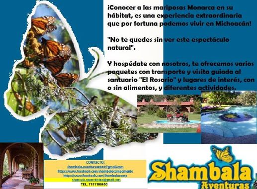 Información de Mariposa Monarca